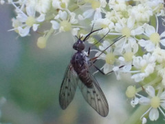 Phthiria antiqua