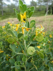 Medicago arborea