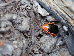 Disonycha discoidea