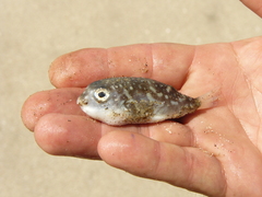 Sphoeroides trichocephalus