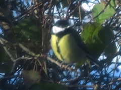 Parus major newtoni