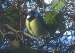 Parus major newtoni