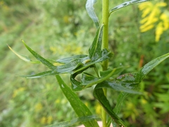 Asphondylia solidaginis