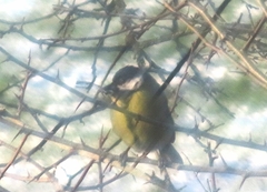 Parus major newtoni