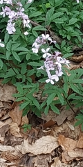 Cardamine quinquefolia