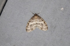 Operophtera occidentalis