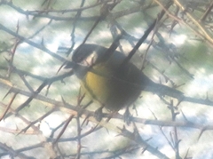 Parus major newtoni