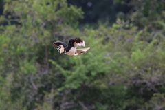 Anthracoceros coronatus