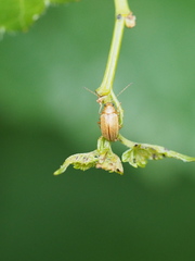 Colaspis