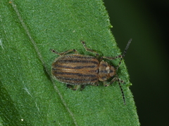 Ophraella