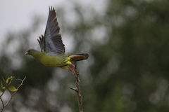 Treron phoenicopterus