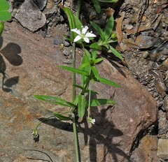 Arenaria lanuginosa