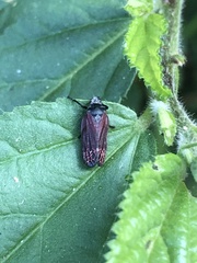 Mahanarva rubripennis