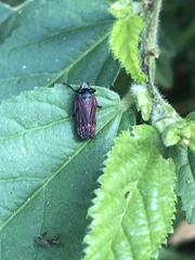 Mahanarva rubripennis