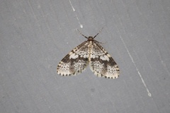 Operophtera occidentalis