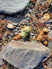 Marrubieae