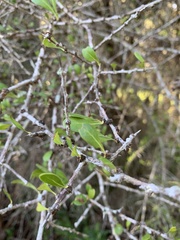 Sideroxylon celastrinum