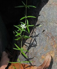 Arenaria lanuginosa