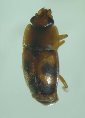 Epuraea ocularis