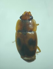 Epuraea ocularis