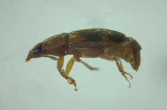 Epuraea ocularis