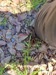 Phrixotrichus vulpinus