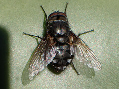 Pollenia rudis