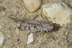 Psinidia fenestralis