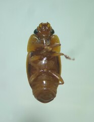 Epuraea ocularis