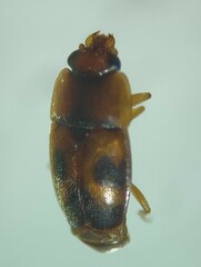 Epuraea ocularis