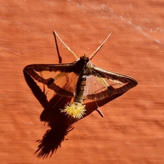 Diaphania