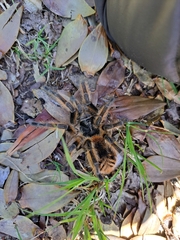 Phrixotrichus vulpinus