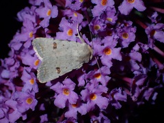 Caradrina kadenii