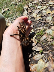 Phrixotrichus vulpinus