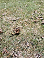 Phrixotrichus vulpinus