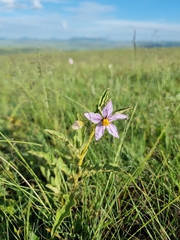 Solanum campylacanthum