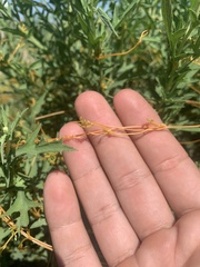 Cuscuta cuspidata