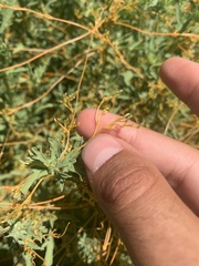 Cuscuta cuspidata