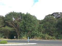 Phormium tenax