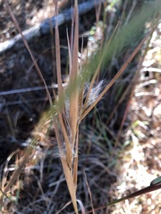 Andropogon gyrans