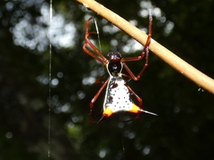 Micrathena schreibersi