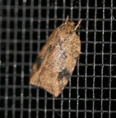 Thyromorpha stibaropis