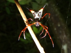 Micrathena schreibersi