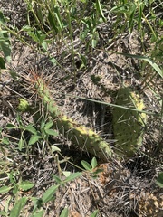 Opuntia cymochila