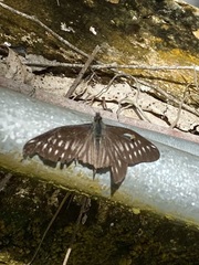 Catasticta flisa briseis