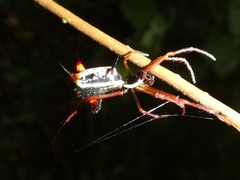 Micrathena schreibersi