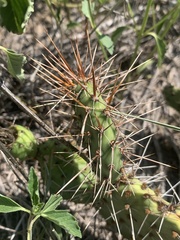 Opuntia cymochila