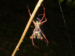 Micrathena schreibersi