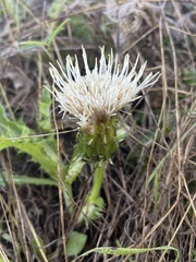 Cirsium quercetorum