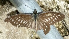 Catasticta flisa briseis